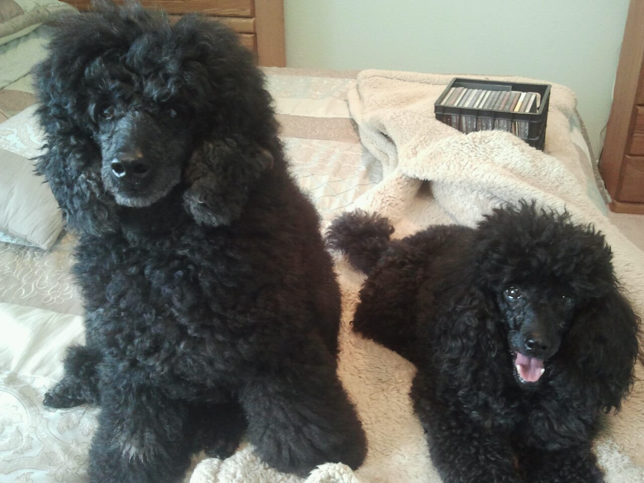 Couldn't resist. Marshal (larger miniature) & Anya. Both will be 6 years old in April.